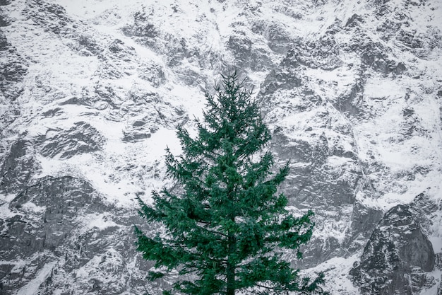 Grüner Baum auf schneebedeckten Bergen