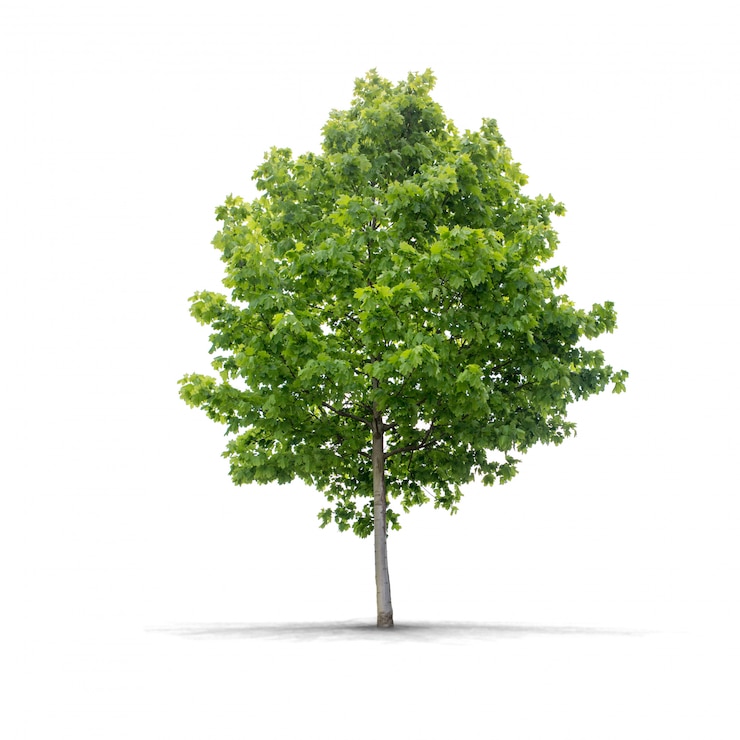 Foto grüner baum auf weißem hintergrund