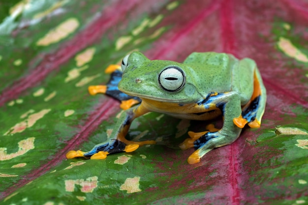 Grüner Baum, der Frosch innerhalb des Anthuriumblattes fliegt