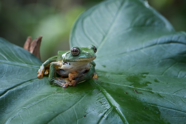 Grüner Baum fliegender Frosch in ihrer Umgebung