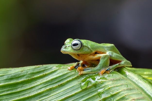 Grüner Baum fliegender Frosch thront auf Bananenbaum