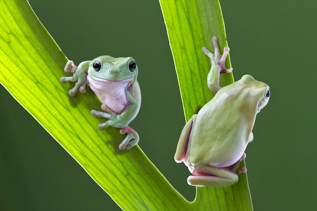 Grüner Baum-Frosch auf Blatt