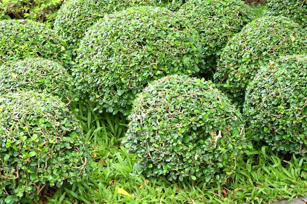 Grüner Baum für Dekorationsgarten