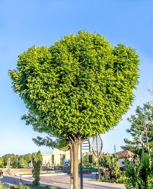 Grüner Baum im Park gegen den Himmel