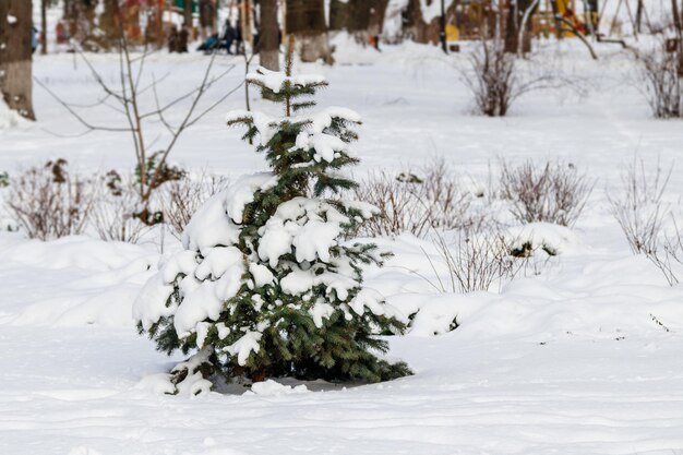 Grüner Baum im Schnee bei sonnigem Wetter