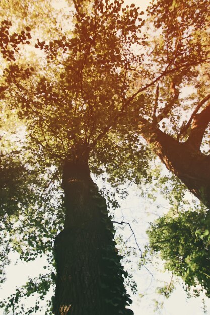 Grüner Baum im Sonnenlicht.