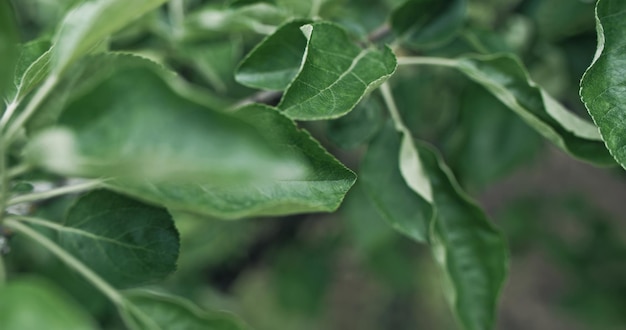 Grüner Baum lässt Sommernatur üppiges Apfellaub