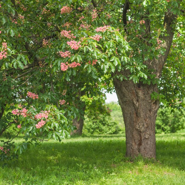 Grüner Baum mit roten Blumen Frühling blühender Garten