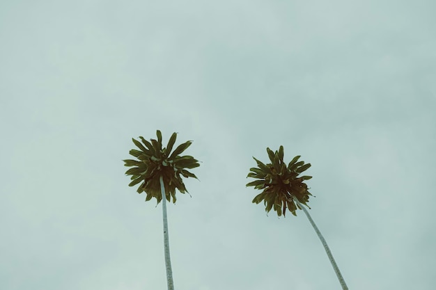 Grüner Baum mit schöner Aussicht des blauen Himmels