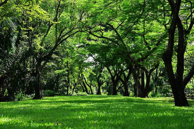 Grüner Baum und üppiger Naturhintergrund des Rasens