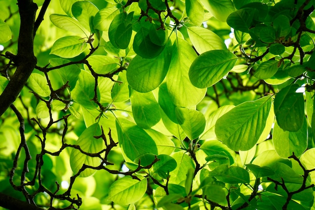 grüner Baum verlässt in der Natur im Frühjahr