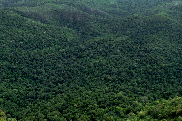 Foto grüner baumwald auf dem berg