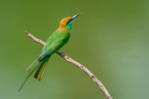 Grüner Bienenfresservogel auf einem Ast