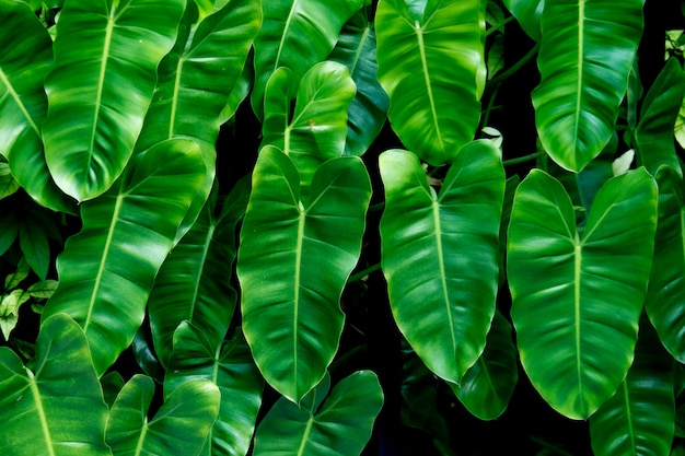 Grüner Big Leaf-Hintergrund, Aussehen und Gefühl des tropischen Waldes und der Natur