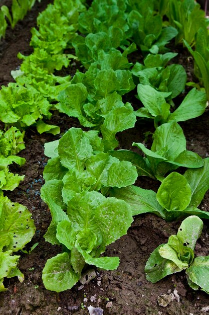 Grüner Biosalat ohne Pestizide angebaut