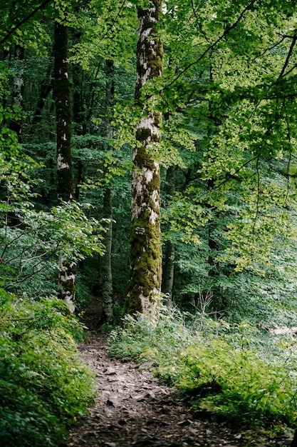 Grüner Birkenhain entlang des Weges im Biogradska Gora Park montenegro