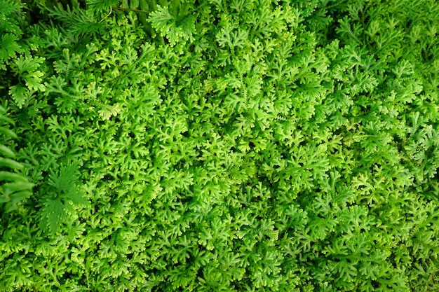 Grüner Blatthintergrund, abstrakte grüne Beschaffenheit, Naturhintergrund, tropisches Blatt.