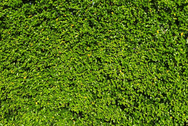 Grüner Blatthintergrund der Natur und gemasert.