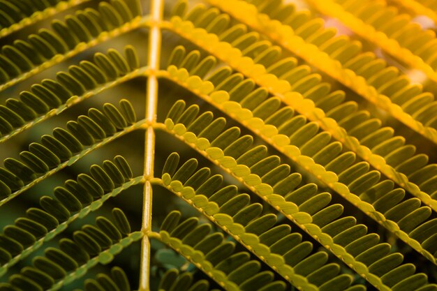 Grüner Blatthintergrund von der Natur in der guten Umwelt.