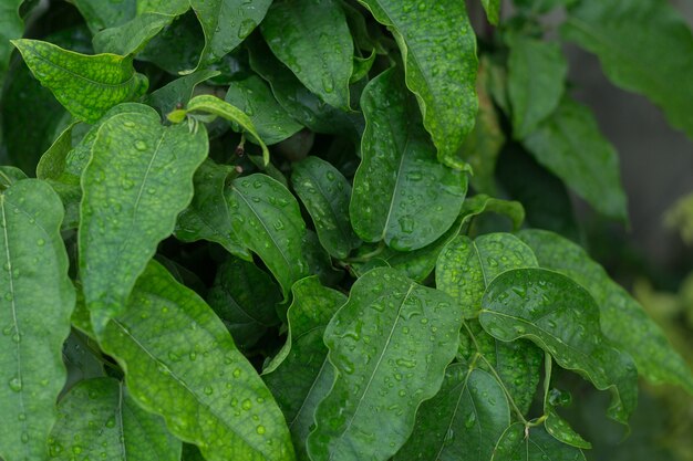 grüner Blatthintergrund