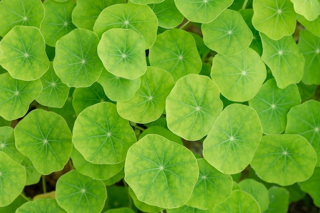 Grüner Blattnaturhintergrund.