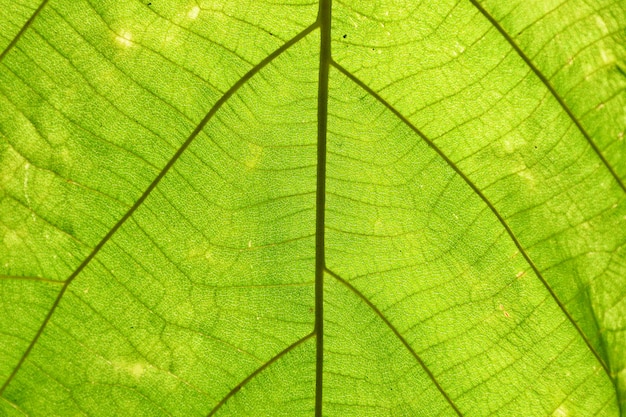 Grüner Blattoberflächenhintergrund