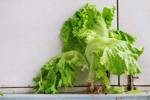 Grüner Blattsalat