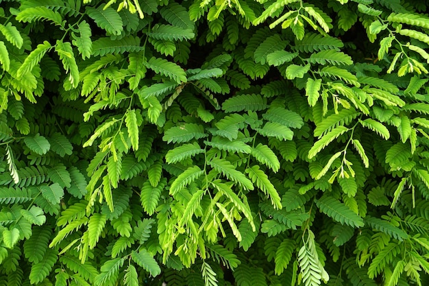 grüner Blattwandhintergrund grüner Tamarindenblatthintergrund