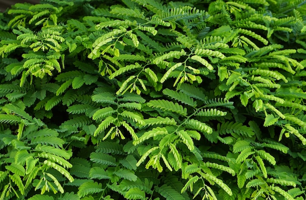 grüner Blattwandhintergrund grüner Tamarindenblatthintergrund