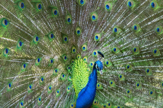 Grüner blauer Pfau mit Federn heraus