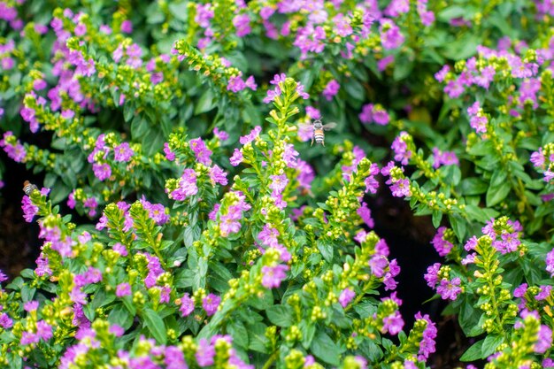 Grüner Blume Hintergrund