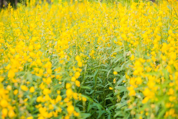 grüner Blumenhintergrund