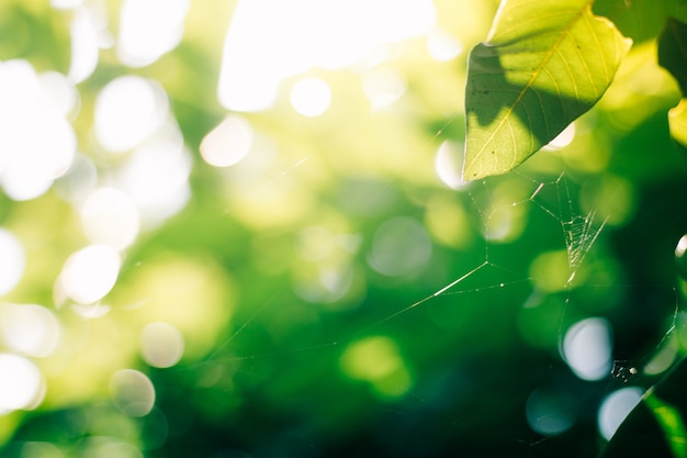 Grüner bokeh Hintergrund