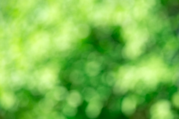 Grüner bokeh hintergrundgrünes bokehgrünes bokeh abstrakt