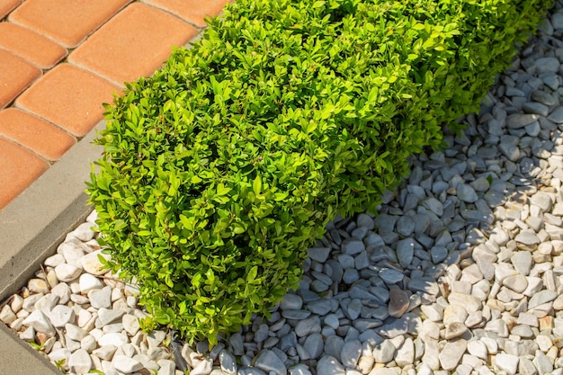 Grüner Buchsbaumbusch auf einem Blumenbeet mit Blumen