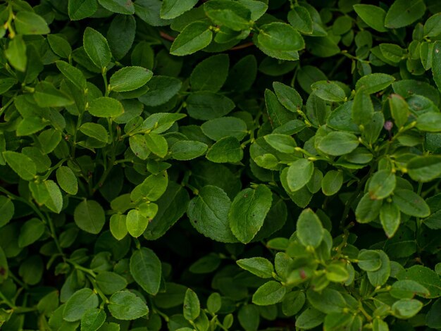 Grüner Büsch von Blaubeeren im Wald