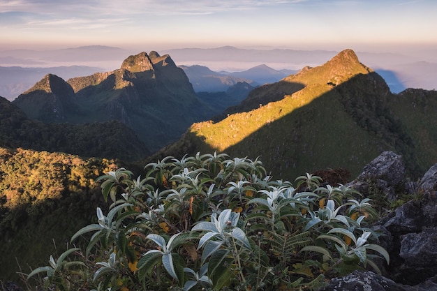 Grüner Busch mit Bergkette im Naturschutzgebiet bei Sonnenuntergang