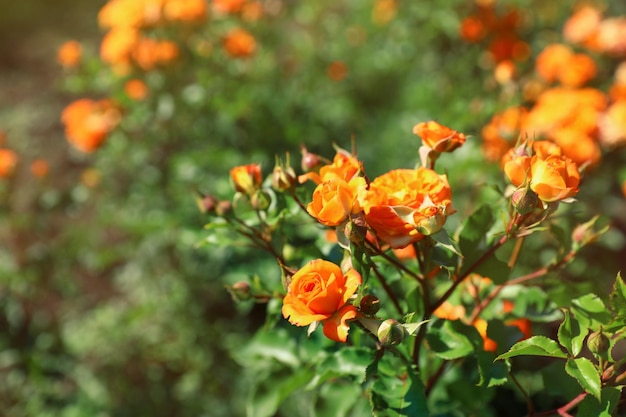 Grüner Busch mit schönen Rosen im blühenden Garten an sonnigen Tagen