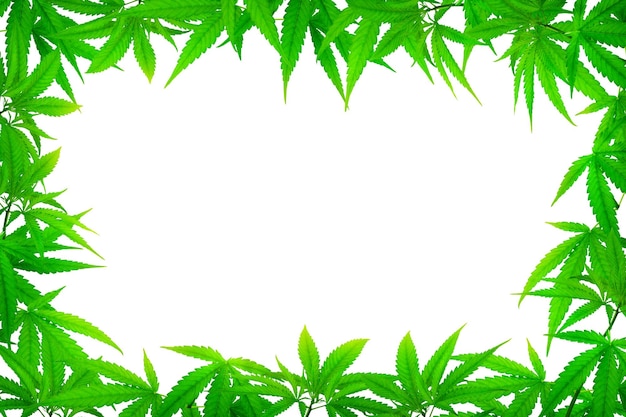 Grüner Cannabisblattrahmen mit einem funktionierenden Kopierraum in der Mitte
