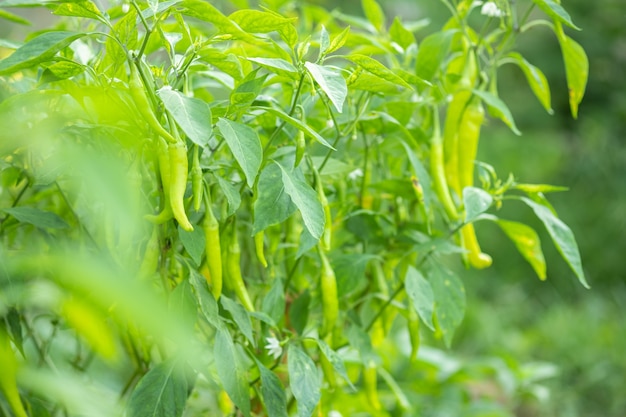 Grüner Chili, der im Garten wächst.