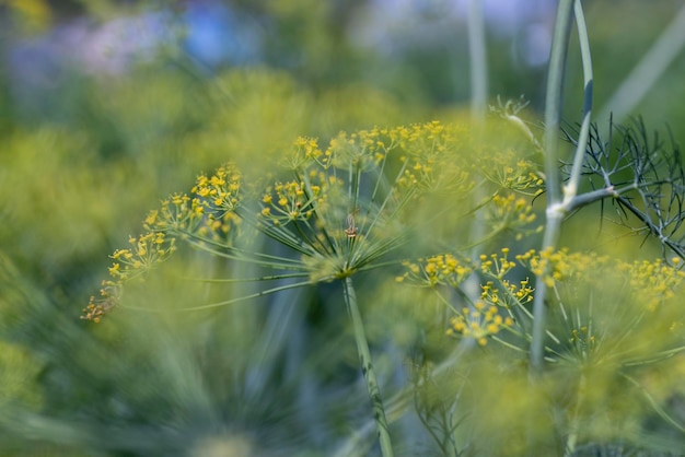 Grüner Dill im Wind am Ende des Sommers