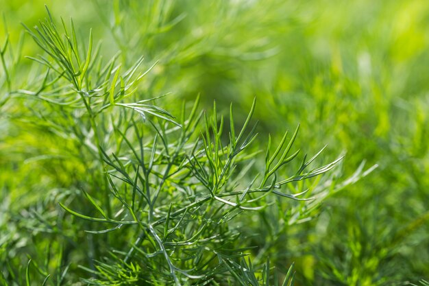 Grüner Dill