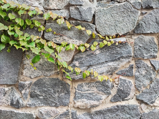 Grüner Efeu auf Granitsteinmauer