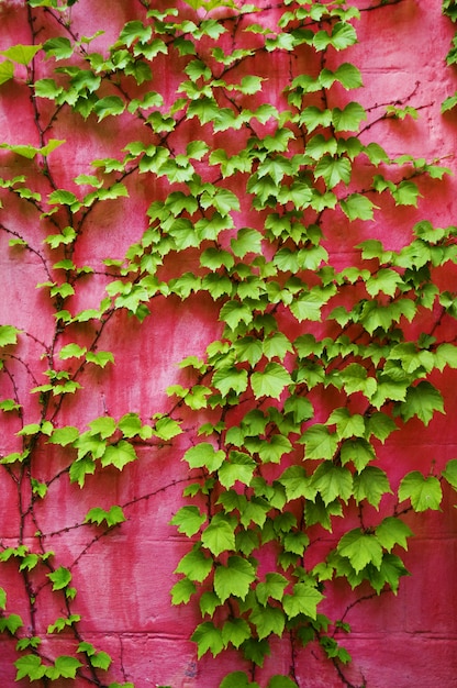 Grüner Efeu auf rosa Wand