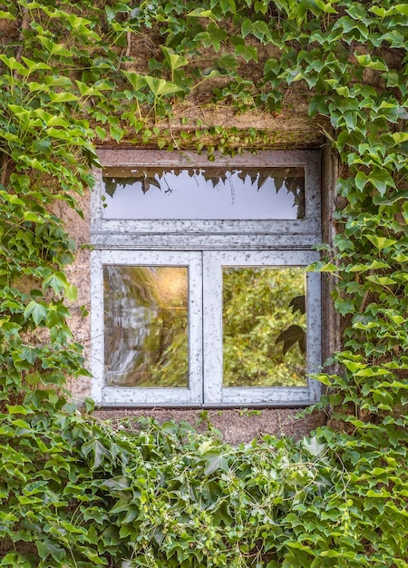 Grüner Efeu um das Fenster