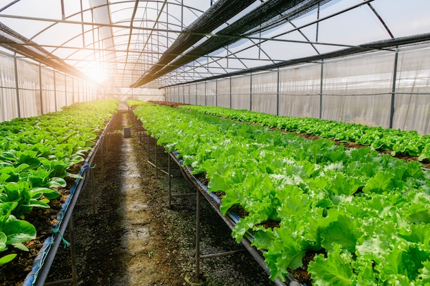 Grüner Eichen-Salat und grüner Cos-Salat im Bio-Bauernhof