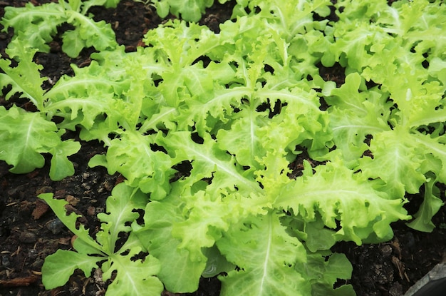 Foto grüner eichensalat wächst im gewächshaus