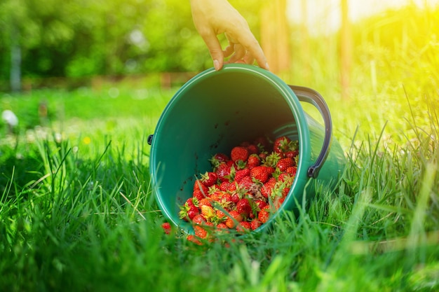 Grüner Eimer mit geernteten Bio-Erdbeeren auf dem Gras im Feld Erdbeererntesaison