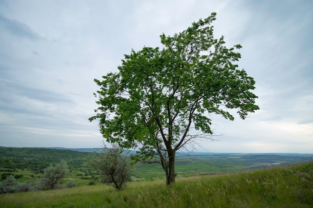 grüner einsamer Baum auf einem Feld unter grau bewölktem Himmel