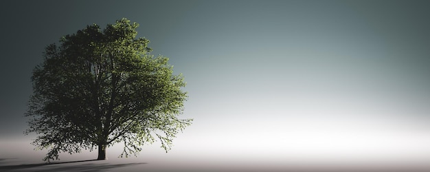 Grüner einsamer Baum Einzelnes Licht und Schatten des Naturhintergrundes